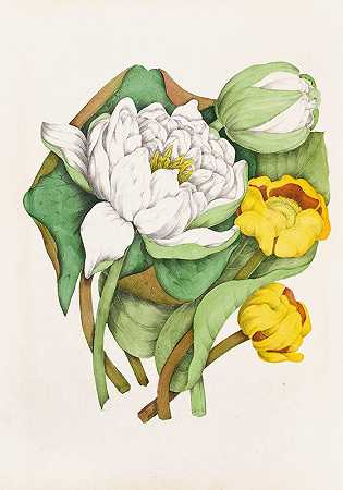 Agnes Fitzgibbon的《甜香睡莲，黄池塘百合》
