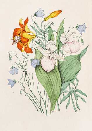 Agnes Fitzgibbon的《野生橙百合》、《加拿大兔子》、《炫丽女士拖鞋》