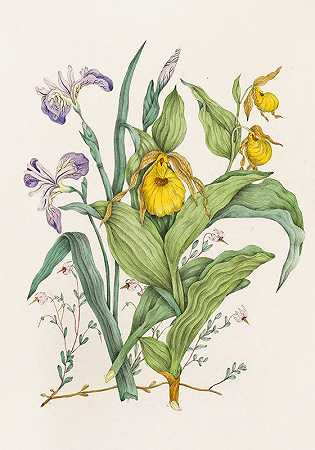 Agnes Fitzgibbon的“黄色女士拖鞋、大蓝旗、小蔓越莓”