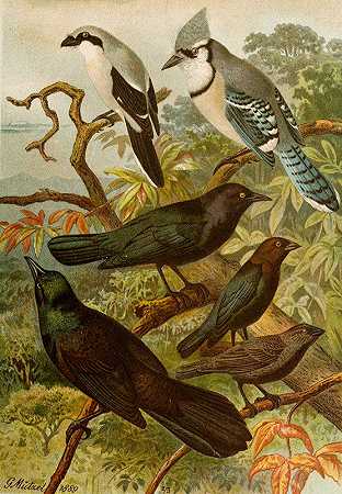 Gustav Mußel的《北美鸟类世界》