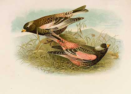 罗伯特·里奇韦的《北美鸟类世界》