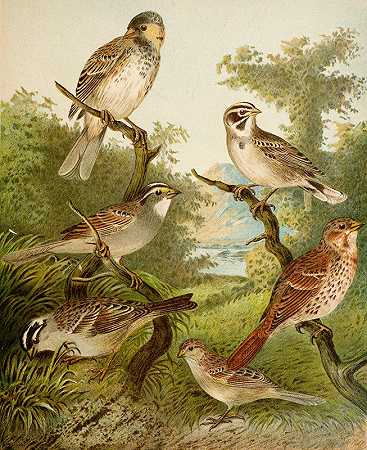 克里斯蒂安·安东·戈林的《北美鸟类世界》