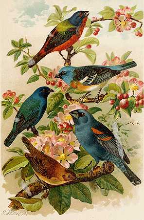 Gustav Mußel的《北美鸟类世界》