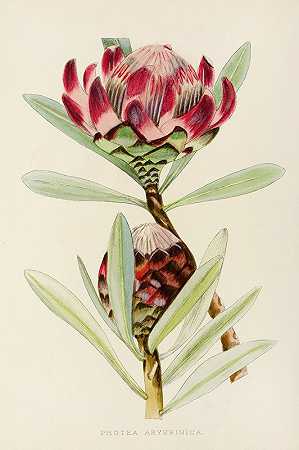 Illtyd Buller Pole Evans的Protea Abyssinica