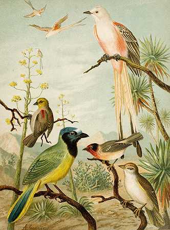 克里斯蒂安·安东·戈林的《北美鸟类世界》