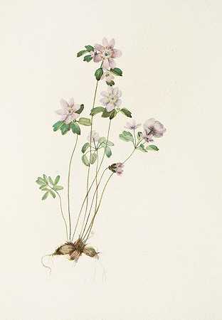 玛丽·沃克·沃尔科特的《银莲花》