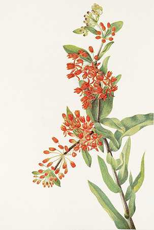Mary Vaux Walcott的《蝴蝶草》（Asclepias tuberosa）