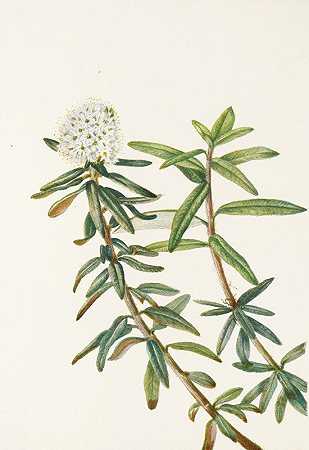 《拉布拉多茶》（Ledum groenlandicum）作者：玛丽·沃克·沃尔科特