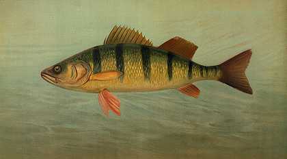 约翰·L·佩特里著《斑点，或拉斐特，黄龙鱼》