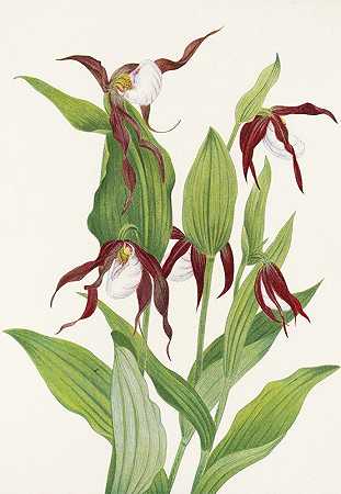 玛丽·沃克斯·沃尔科特的《山地丽人》（Cypripedium montanum）
