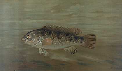 “加利福尼亚红鱼或肥头，Pimelometopon pulcher”，约翰·L·佩特里著