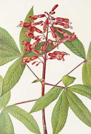 玛丽·沃克·沃尔科特的《红色七叶树》