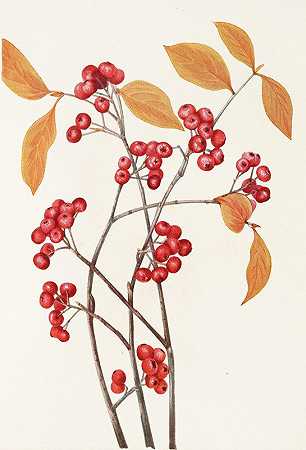 玛丽·沃克斯·沃尔科特的《红莓（水果）》（Aronia arbutifolia）