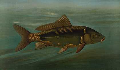 约翰·L·佩特里的《镜鲤，鲤鱼》
