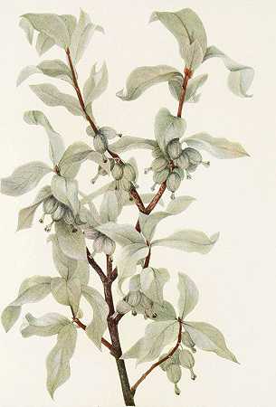 “银莓（水果）。”玛丽·沃克·沃尔科特（Mary Vaux Walcott）