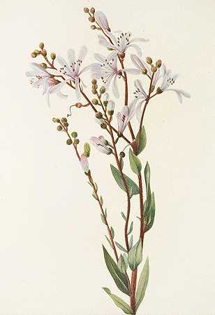 玛丽·沃克·沃尔科特的《柏油花》（Befaria racemosa）
