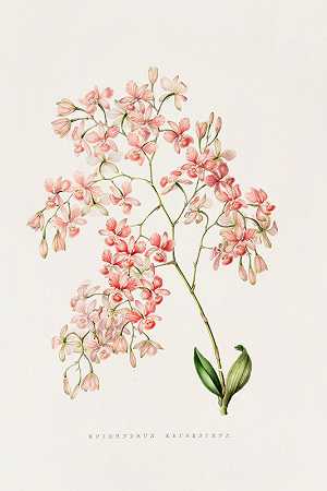 詹姆斯·贝特曼的《Epidendrum Erubescens》