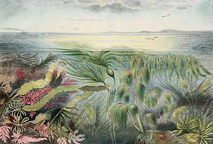 阿尔弗雷德·弗雷多的《海洋植物群》