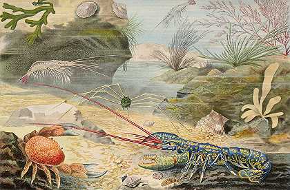 阿尔弗雷德·弗雷多的《甲壳类动物》