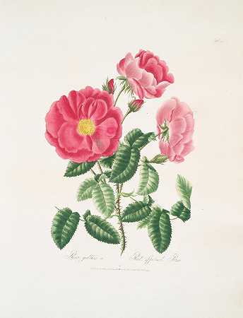 玛丽·劳伦斯（Mary Lawrance）的《罗莎·加利卡》（Rosa gallica）