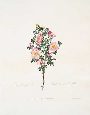 玛丽·劳伦斯的《玫瑰荆棘》