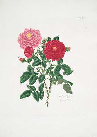 玛丽·劳伦斯的《蔷薇》