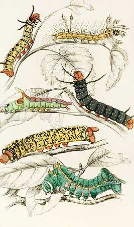 詹姆斯·邓肯的《刺桐科毛毛虫、莫利纳、内西亚、奈崔克斯》
