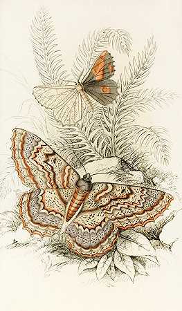 詹姆斯·邓肯（James Duncan）的《Angerona prunaria，Alcis scolopacea》
