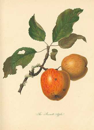 托马斯·安德鲁·奈特的《贝内特苹果》