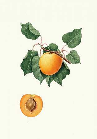 “德国的杏子”，乔治·加莱西奥（Giorgio Gallesio）