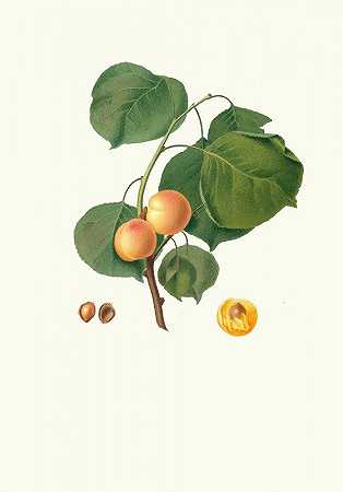 乔治·加莱西奥（Giorgio Gallesio）的《柳叶杏》（Aprico luciente o，siu Alessandrina gialla precious）