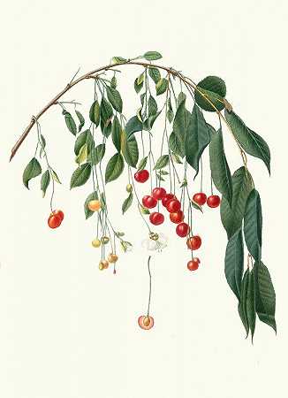 Giorgio Gallesio的《樱桃进步植物》