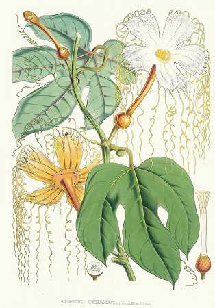 “Hodgsonia Heteroclita，Hook.fil.et Thoms.（雌性植物）”，沃尔特·菲奇·胡德著