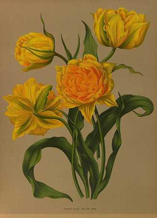 阿伦蒂娜·亨德里卡·阿伦德森的《双郁金香黄玫瑰》