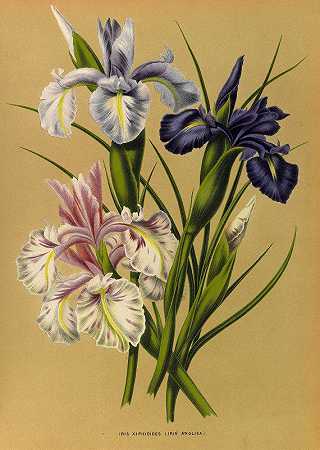 Arentina Hendrica Arendsen的“Iris Xiphioides（Iris Anglica）”