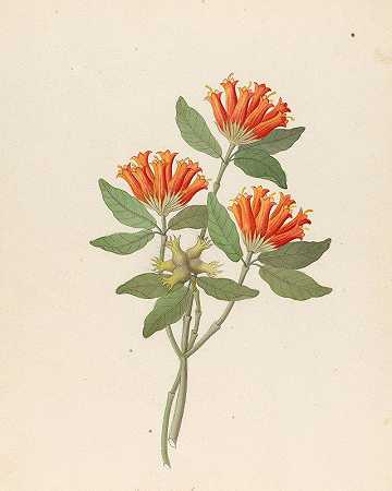 Clemenz Heinrich Wehdemann的“Gardenia Nova Sp.〔Burchellia bubalina〕”