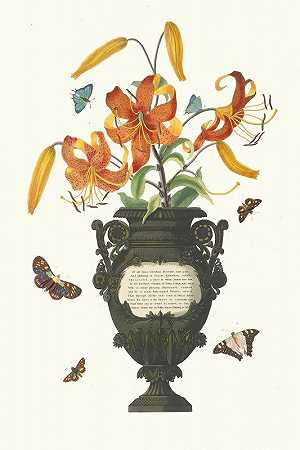 普里西拉·苏珊·伯里的《百合花》