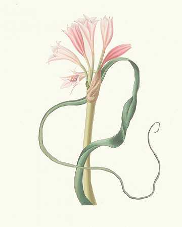 普里西拉·苏珊·布里的《长叶石蒜（Glauca）》