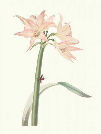 普里西拉·苏珊·布里的《粉红石蒜》