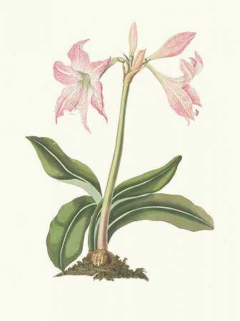 “Amaryllis Steilatafolia by Priscilla Susan Bury