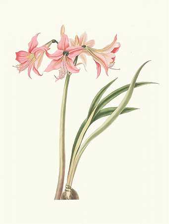 “Amaryllis stilosa by Priscilla Susan Bury