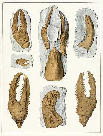 Antonín Frič的《波希米亚白垩地层Pl.6的甲壳类动物》