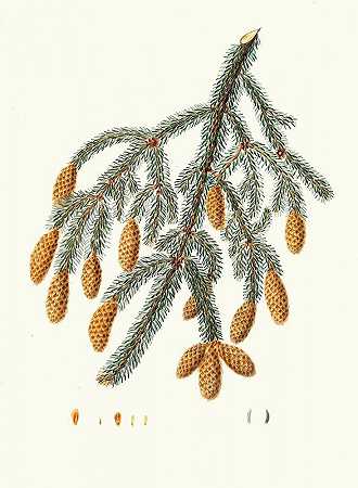“Menziesii松树=暖枝冷杉。作者：Aylmer Bourke Lambert