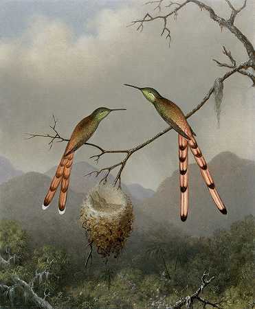 马丁·约翰逊·海德的《两只蜂鸟和它们的幼崽》