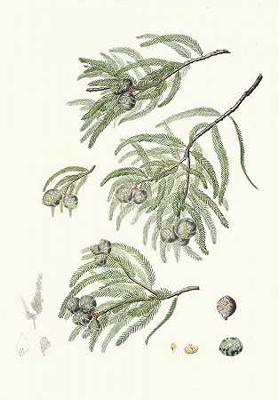 “Taxodium disichum=落叶柏树。”