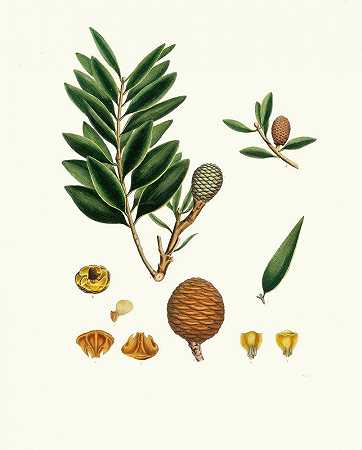 “Dammara orientalis=Amboyna沥青树，作者：Aylmer Bourke Lambert