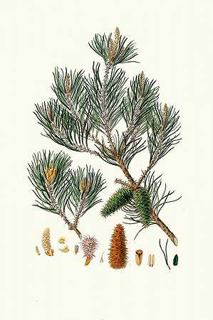 “Pinus opos=Aylmer Bourke Lambert的泽西松