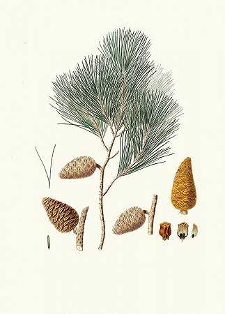 “Pinus maritima=Aylmer Bourke Lambert的海上松
