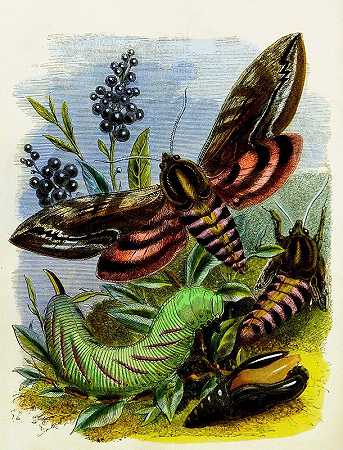 亨利·诺尔·汉弗莱斯的《蝴蝶馆或昆虫之家》第3页