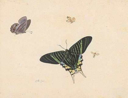 赫尔曼·亨斯滕堡的《三只蝴蝶和一只黄蜂或苍蝇》